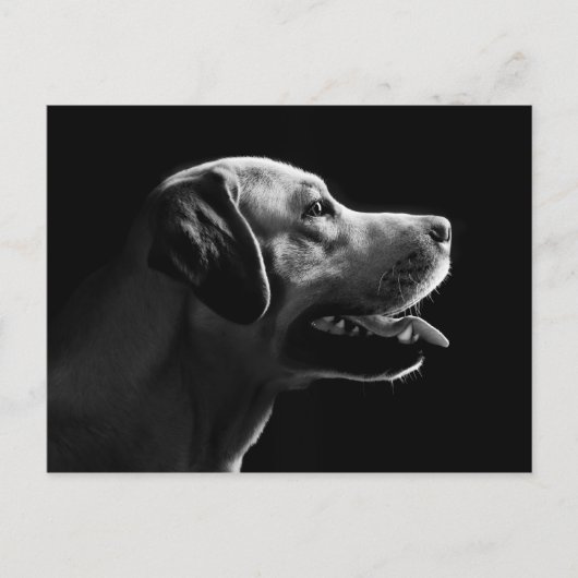 labrador briefkaart (Voorkant)