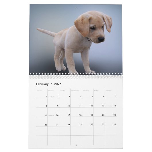Labrador Calender Kalender (Feb 2026)