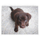 Labrador Calender Kalender (Hoes)