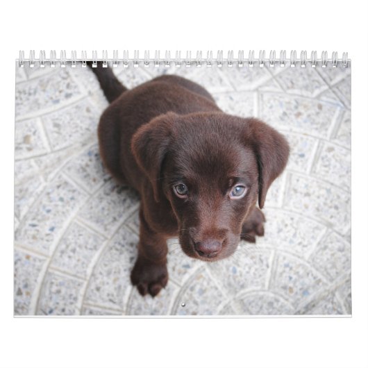 Labrador Calender Kalender (Hoes)