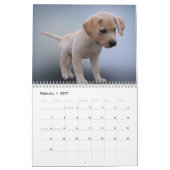 Labrador Calender Kalender (Feb 2027)