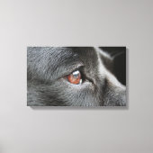 Labrador Close Up Canvas Afdruk (Voorkant)