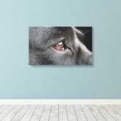 Labrador Close Up Canvas Afdruk (Insitu (Houten vloer))