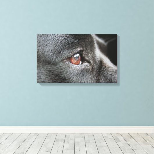 Labrador Close Up Canvas Afdruk (Insitu (Houten vloer))