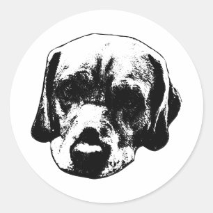Labrador Close-up zwart-wit Sticker