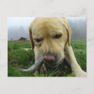 Labrador die vis eet - Briefkaart met ganzen