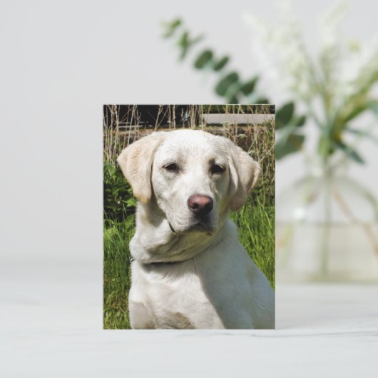 LABRADOR DOG BRIEFKAART (Staand voorkant)