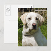 LABRADOR DOG BRIEFKAART (Voorkant / Achterkant)