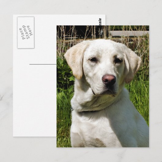 LABRADOR DOG BRIEFKAART (Voorkant / Achterkant)