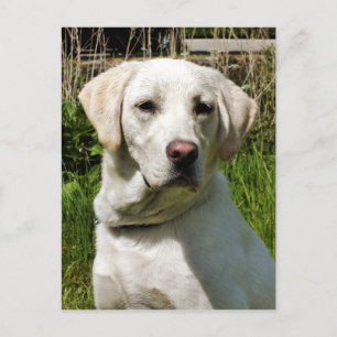LABRADOR DOG BRIEFKAART