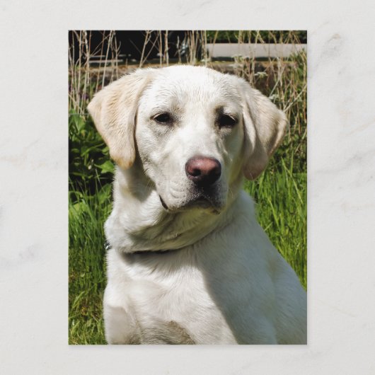 LABRADOR DOG BRIEFKAART (Voorkant)