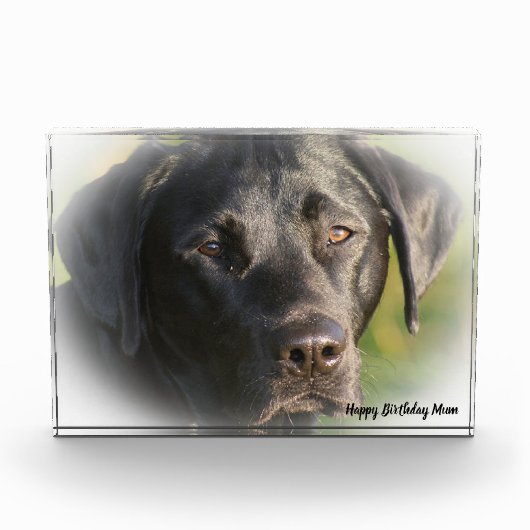 Labrador Dog Fotoblokken (Voorkant)