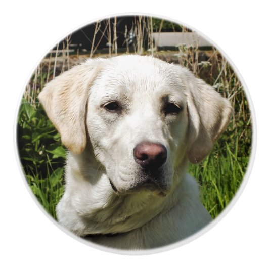 LABRADOR DOG KERAMISCHE KNOP (Voorkant)