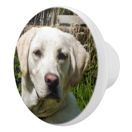 LABRADOR DOG KERAMISCHE KNOP (Rechts)