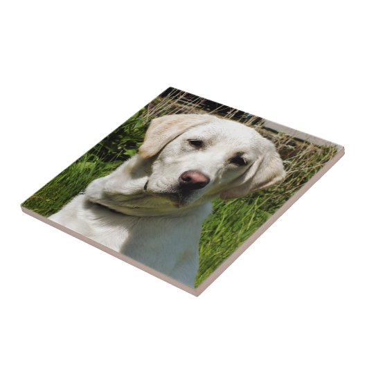 LABRADOR DOG TEGELTJE (Zijkant)