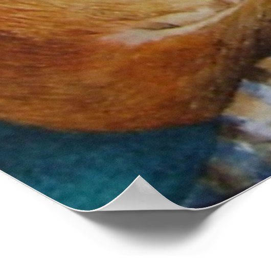 labrador duitse herderhond poster (Hoek)