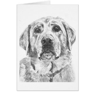 Labrador Face Tekening