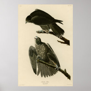 Labrador Falcon uit Audubon's Birds of America Poster