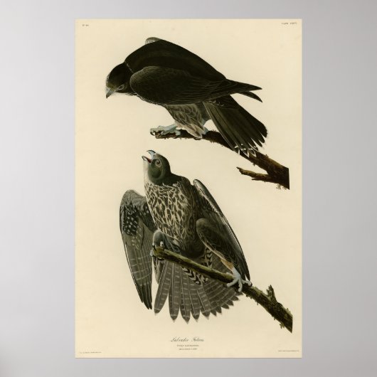 Labrador Falcon uit Audubon's Birds of America Poster (Voorkant)
