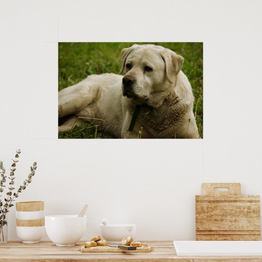 Labrador-foto Poster (Keuken)