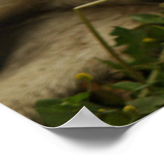 Labrador-foto Poster (Hoek)