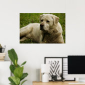Labrador-foto Poster (Thuiskantoor)