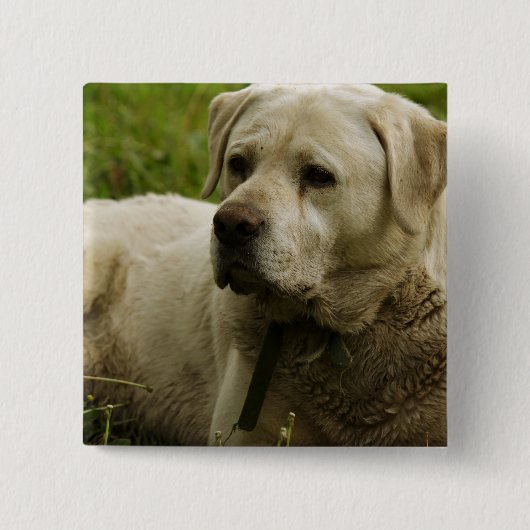 Labrador-foto Vierkante Button 5,1 Cm (Voorkant)
