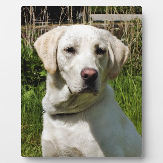 LABRADOR FOTOPLAAT (Voorkant)