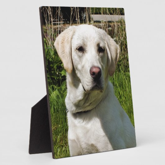 LABRADOR FOTOPLAAT (Zijkant)