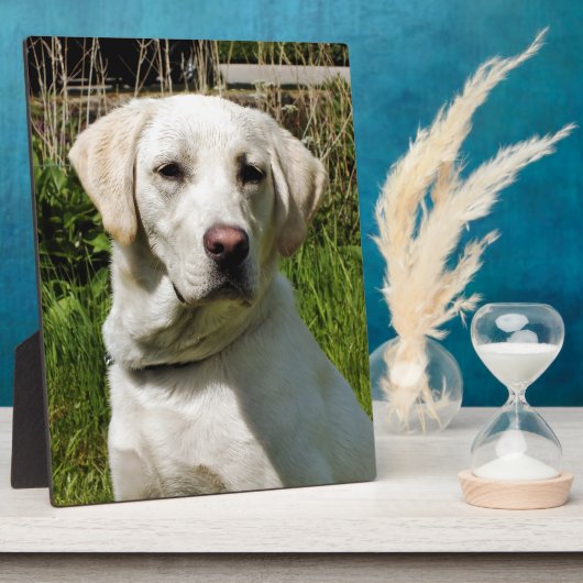 LABRADOR FOTOPLAAT (Zijkant)