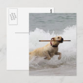 Labrador - Geel - Go Fetch! Briefkaart (Voorkant / Achterkant)