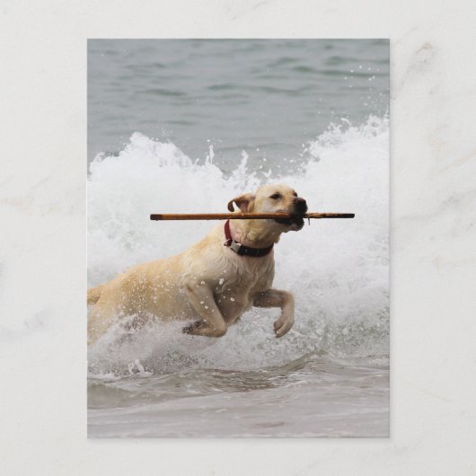 Labrador - Geel - Go Fetch! Briefkaart (Voorkant)