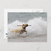 Labrador - Geel - Go Fetch! Briefkaart (Voorkant / Achterkant)