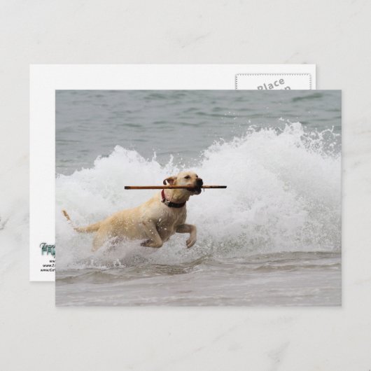 Labrador - Geel - Go Fetch! Briefkaart (Voorkant / Achterkant)