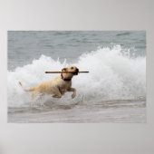 Labrador - Geel - Go Fetch! Poster (Voorkant)