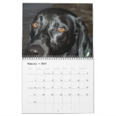 Labrador & Golden Calendar Kalender (Feb 2027)