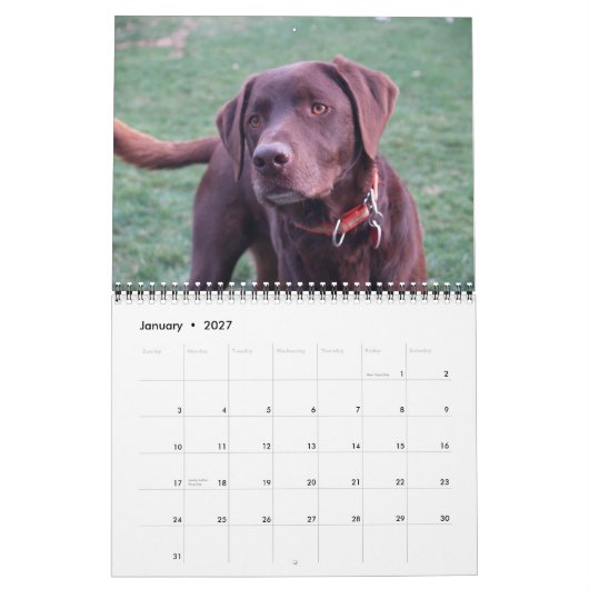 Labrador & Golden Calendar Kalender (Jan 2027)