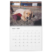 Labrador & Golden Calendar Kalender (Mar 2027)