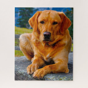 Labrador hond. legpuzzel