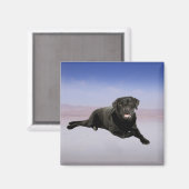 Labrador Hond Zittend op het strand Magneet (Voorkant / Achterkant)