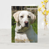 LABRADOR KAART (Gele Bloem)