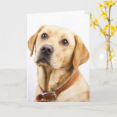 Labrador Kaart (Gele Bloem)