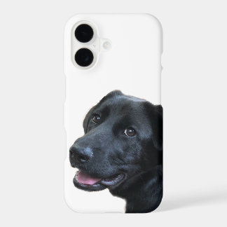Labrador Liefde