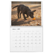 Labrador Love Calendar Kalender (Mar 2027)
