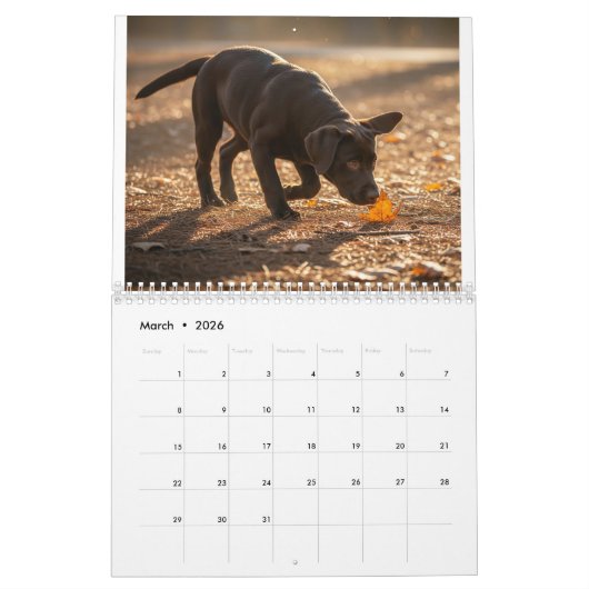 Labrador Love Calendar Kalender (Mar 2026)
