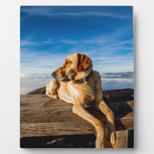 Labrador op het strand fotoplaat (Voorkant)