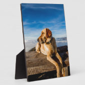 Labrador op het strand fotoplaat (Zijkant)
