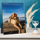 Labrador op het strand fotoplaat (Zijkant)