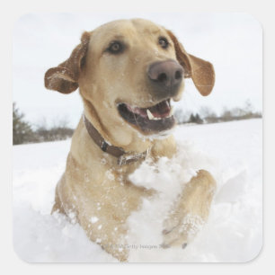 Labrador-opvrager die door diepe sneeuw springt vierkante sticker