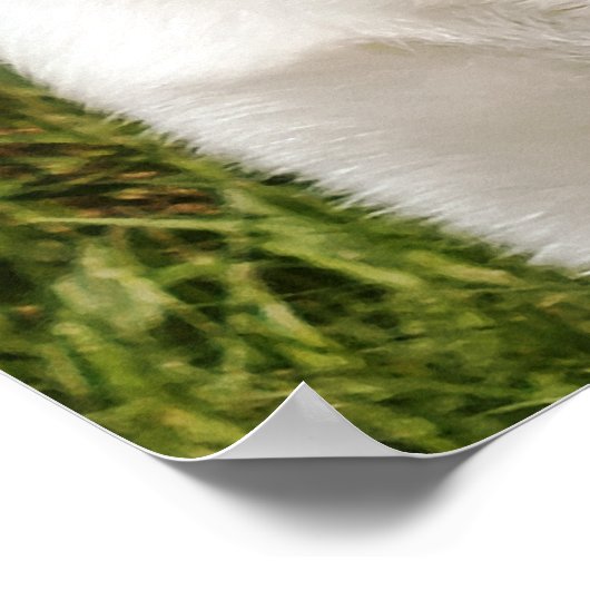 LABRADOR POSTER (Hoek)